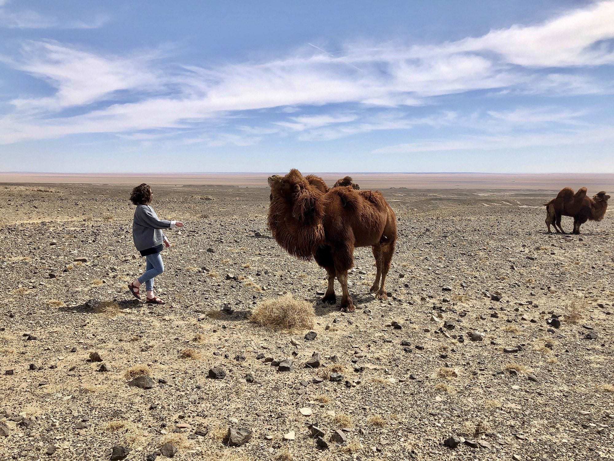 young woman approaches shaggy Mongolian camel