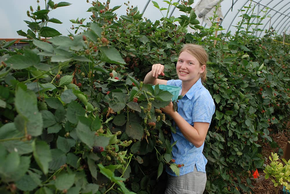A female student is harvesting blackberries