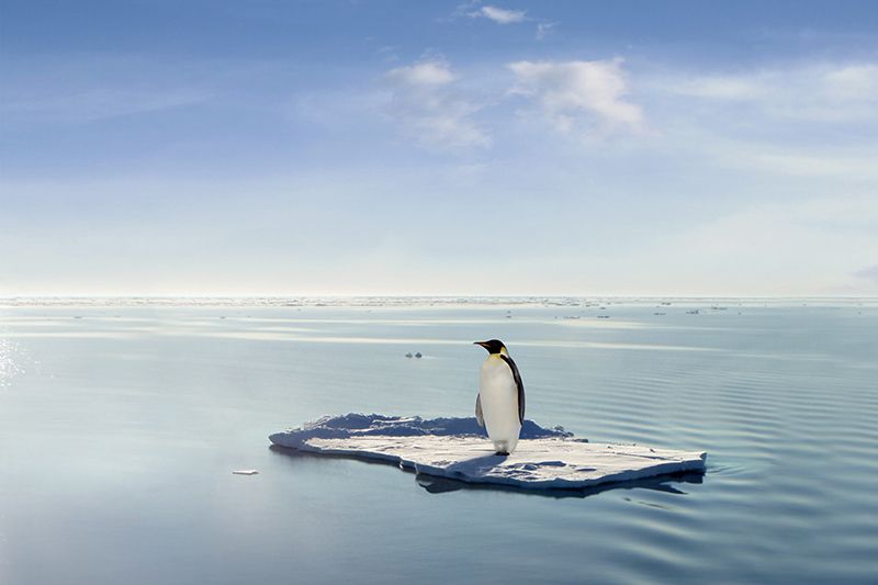 lone emperor penguin stands on ice floe