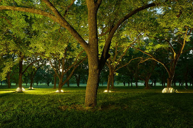 Group of trees lit from below