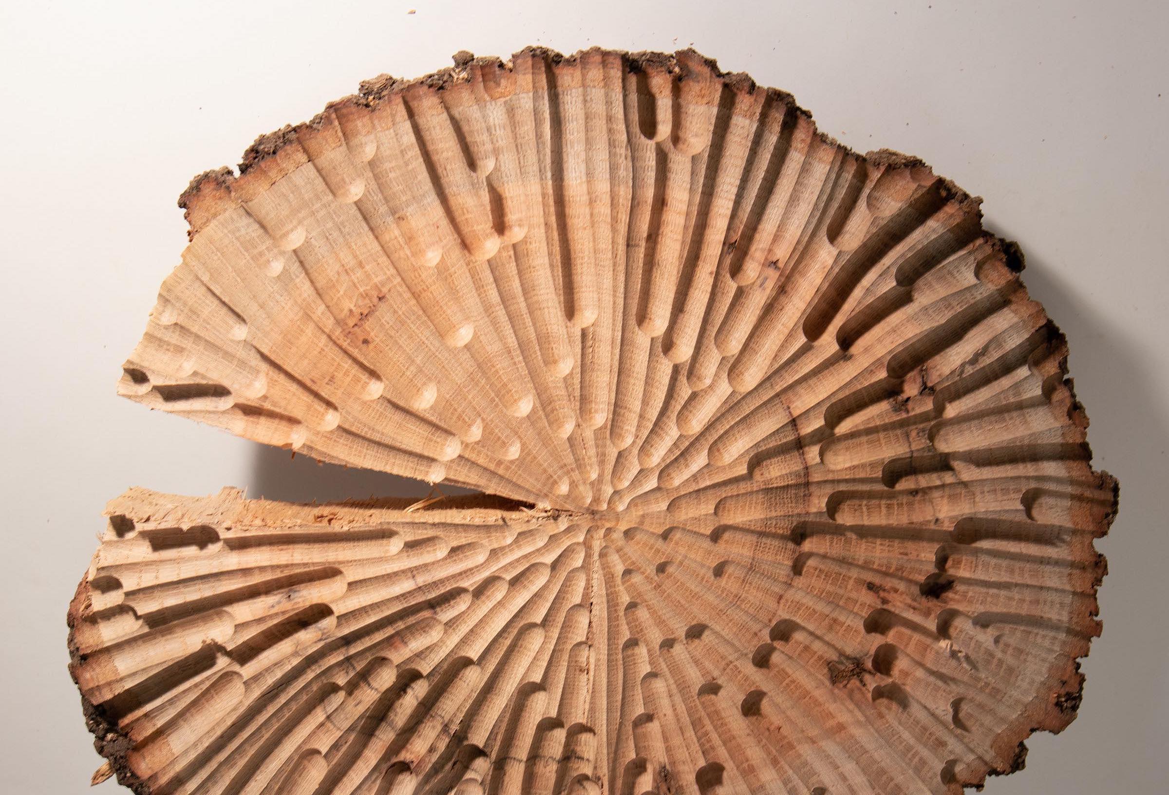 a cross section of a log