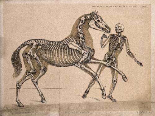 Skelton of a horse and human