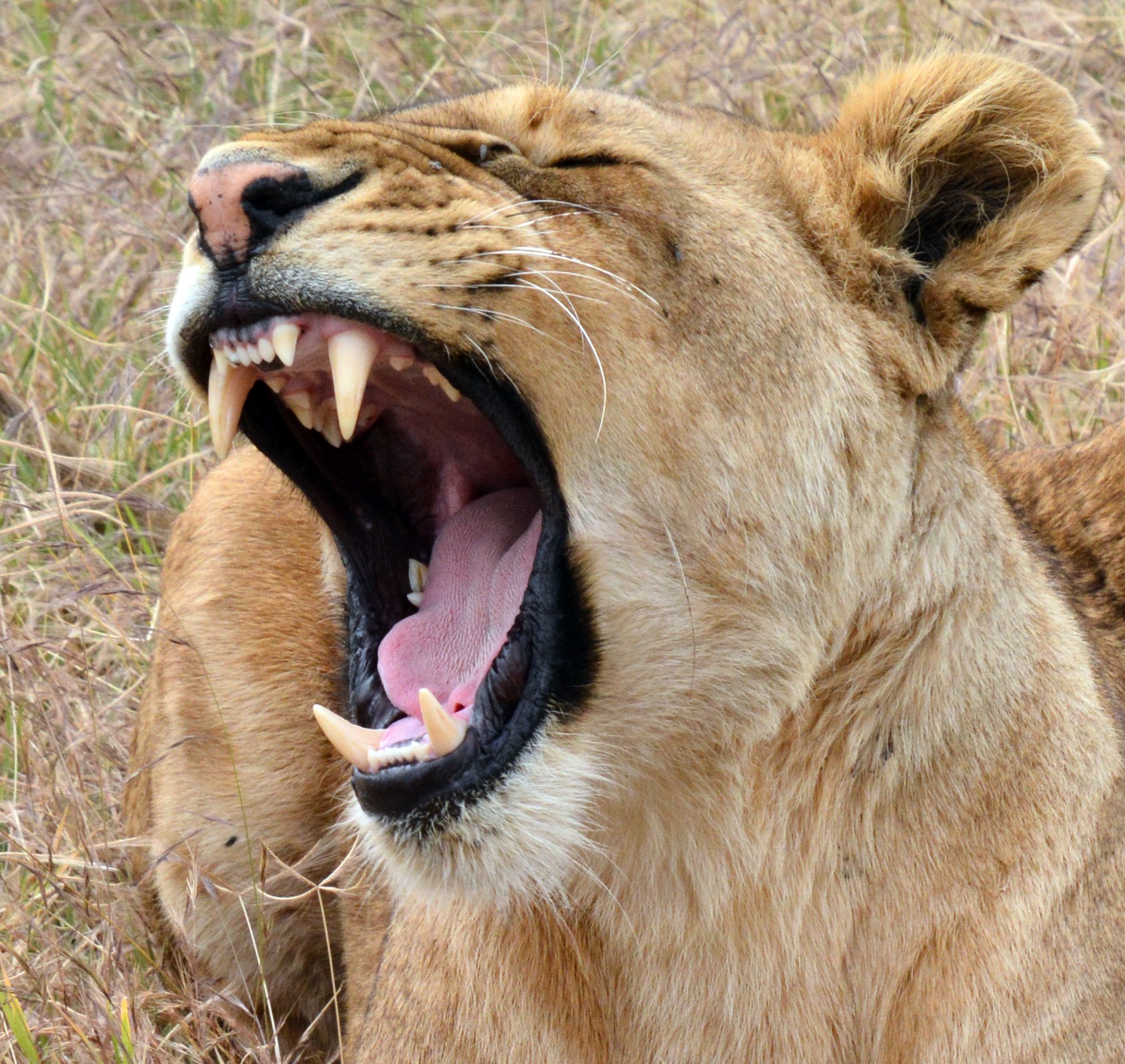 photo of a lion with its mouth open